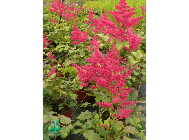 Astilbe   YOUNIQUE RED = 'Versred'